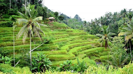 تور بالی(ترکیبی جنگلی + ساحلی ) | ویژه زمستان 1404